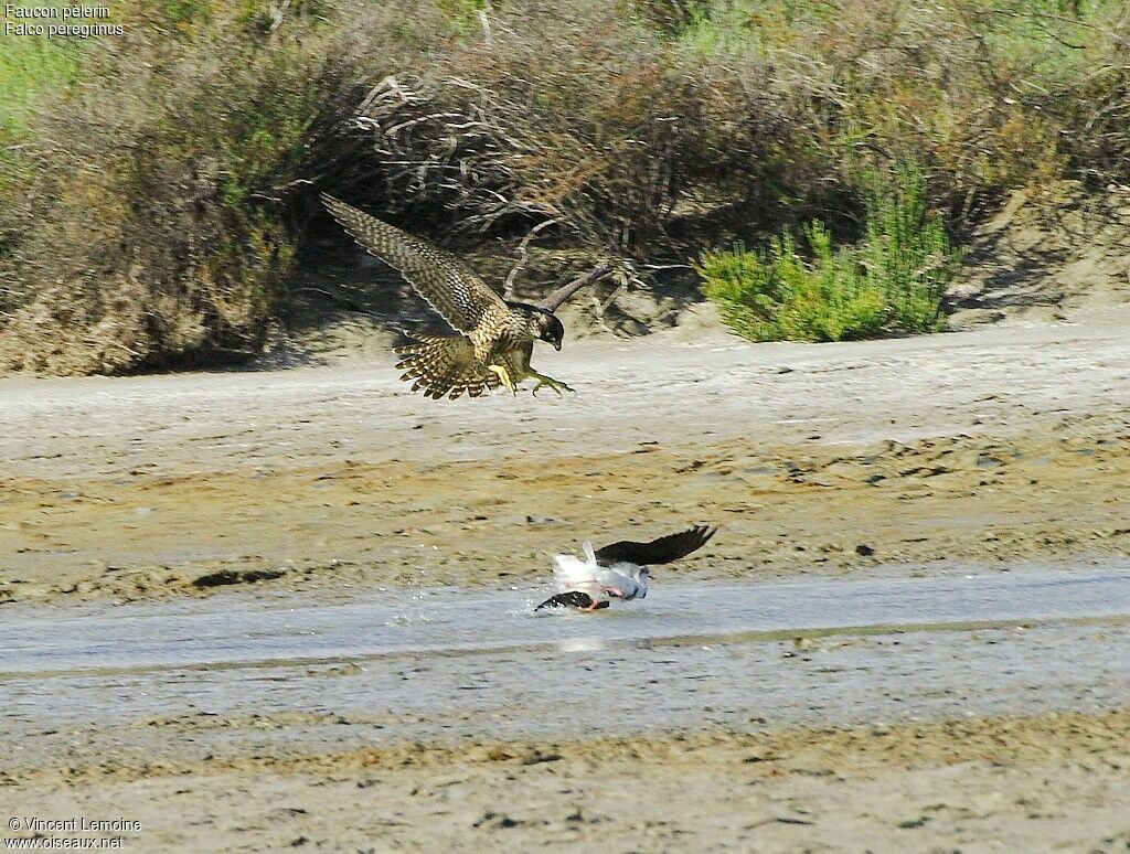 Peregrine Falconimmature