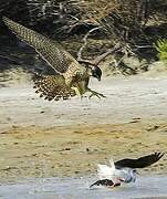 Peregrine Falcon