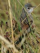 Spectacled Warbler