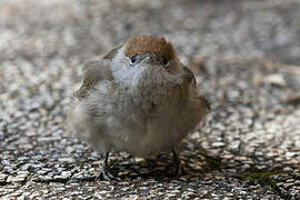 Eurasian Blackcap