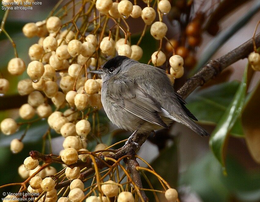 Eurasian Blackcap male adult