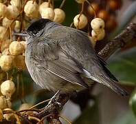 Eurasian Blackcap