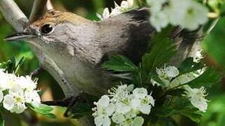 Eurasian Blackcap