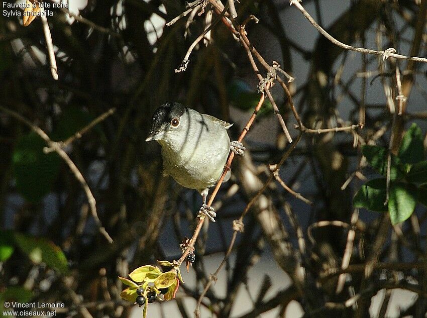 Eurasian Blackcap male adult