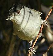 Eurasian Blackcap