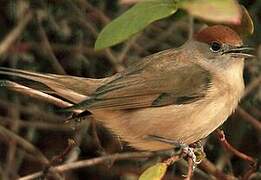 Eurasian Blackcap