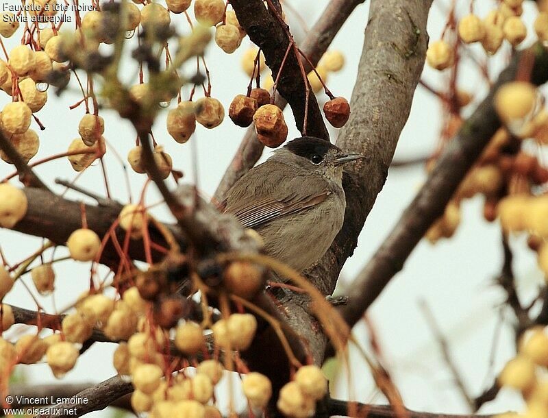 Eurasian Blackcap male adult