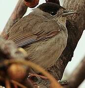 Eurasian Blackcap