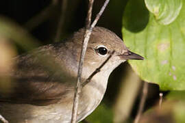 Garden Warbler