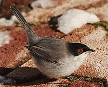 Sardinian Warbler