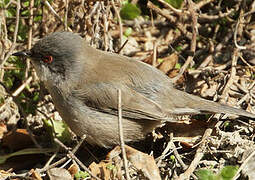 Sardinian Warbler