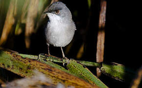 Sardinian Warbler