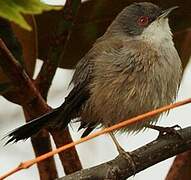 Sardinian Warbler