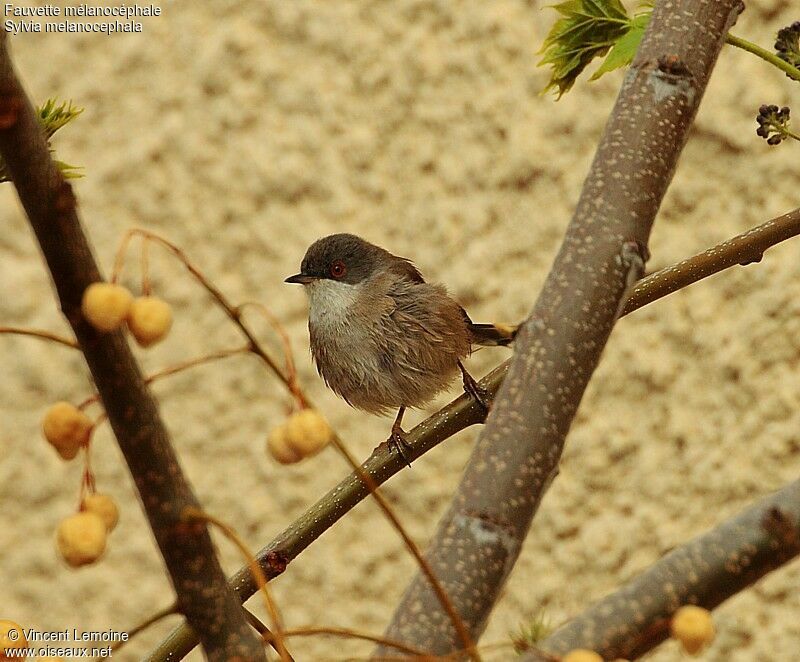 Sardinian Warbler female adult