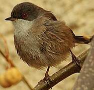 Sardinian Warbler