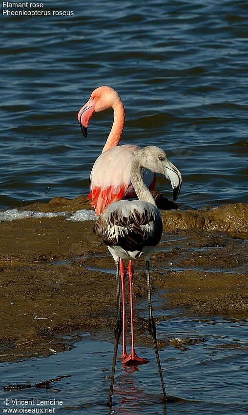 Greater Flamingo