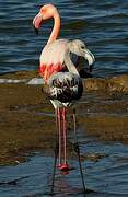 Flamant rose