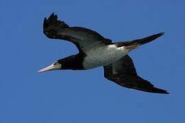 Brown Booby