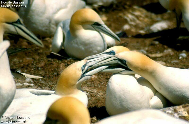 Northern Gannetadult breeding, colonial reprod.