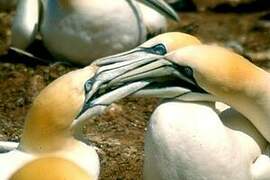 Northern Gannet