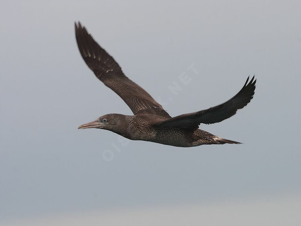 Northern GannetFirst year, Flight