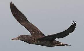 Northern Gannet