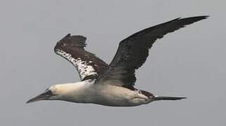 Northern Gannet