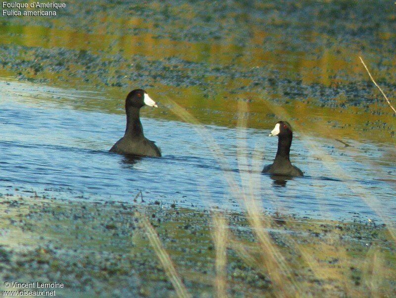 American Coot