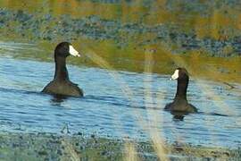 American Coot