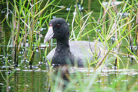 American Coot