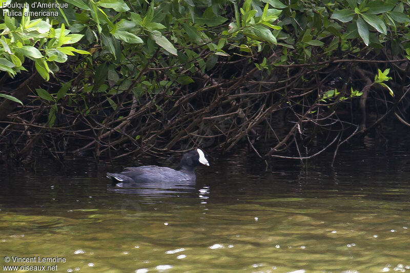 American Cootadult