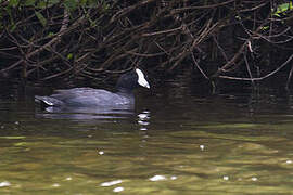 American Coot