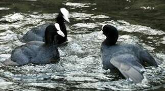 Eurasian Coot