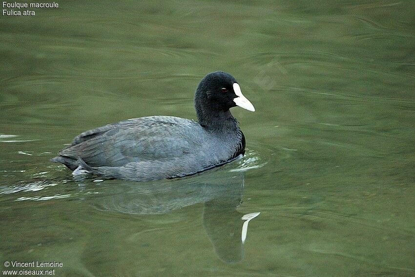 Eurasian Coot