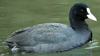 Eurasian Coot