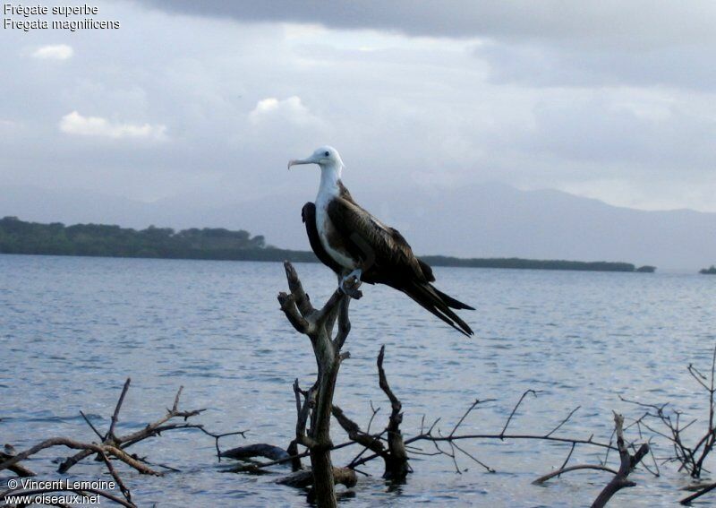 Magnificent Frigatebirdimmature