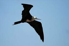 Magnificent Frigatebird