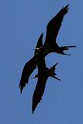 Magnificent Frigatebird