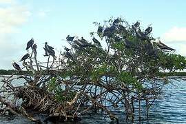 Magnificent Frigatebird