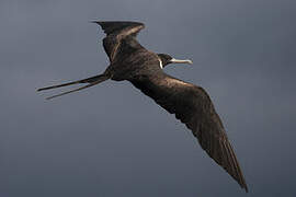 Magnificent Frigatebird