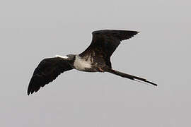 Magnificent Frigatebird