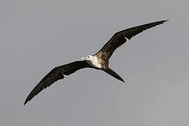 Magnificent Frigatebird