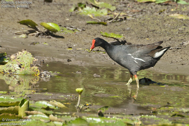 Gallinule d'Amériqueadulte, portrait