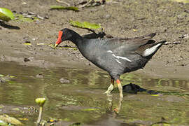 Common Gallinule