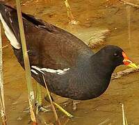 Gallinule poule-d'eau