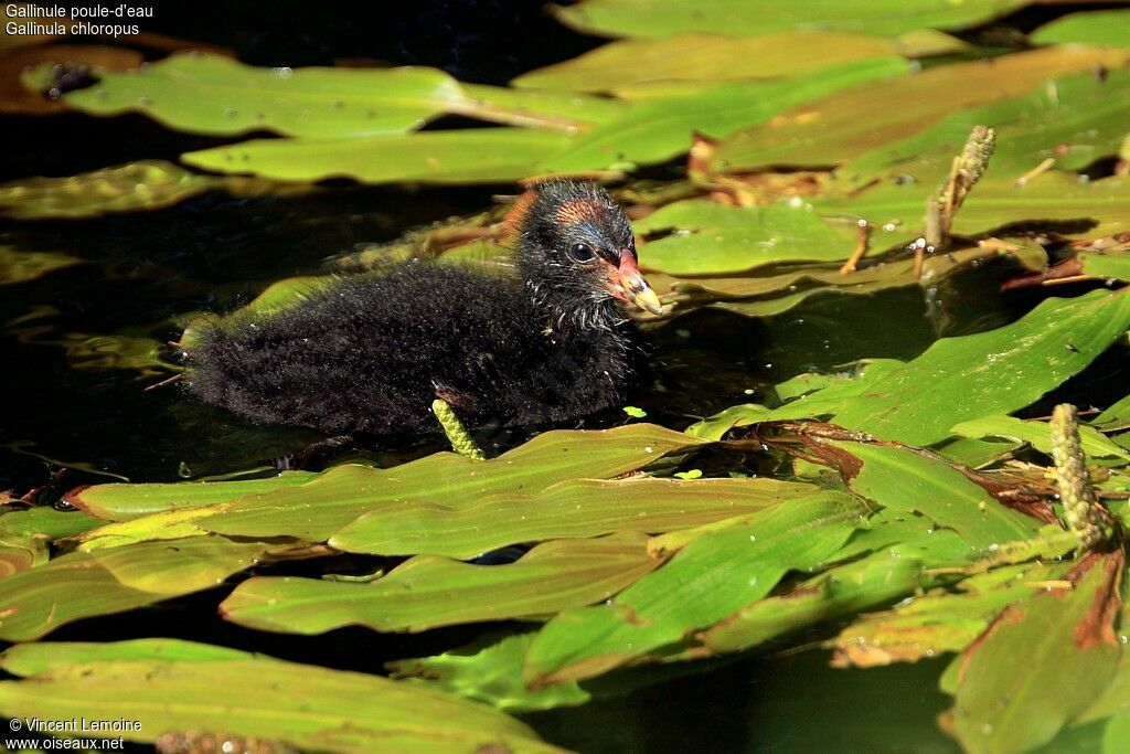 Common Moorhen