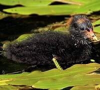 Gallinule poule-d'eau