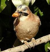 Eurasian Jay