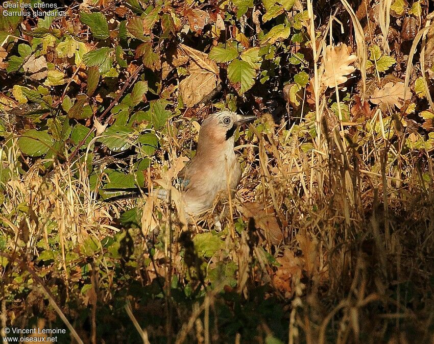 Eurasian Jay