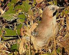 Eurasian Jay